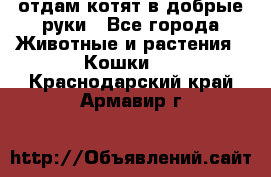 отдам котят в добрые руки - Все города Животные и растения » Кошки   . Краснодарский край,Армавир г.